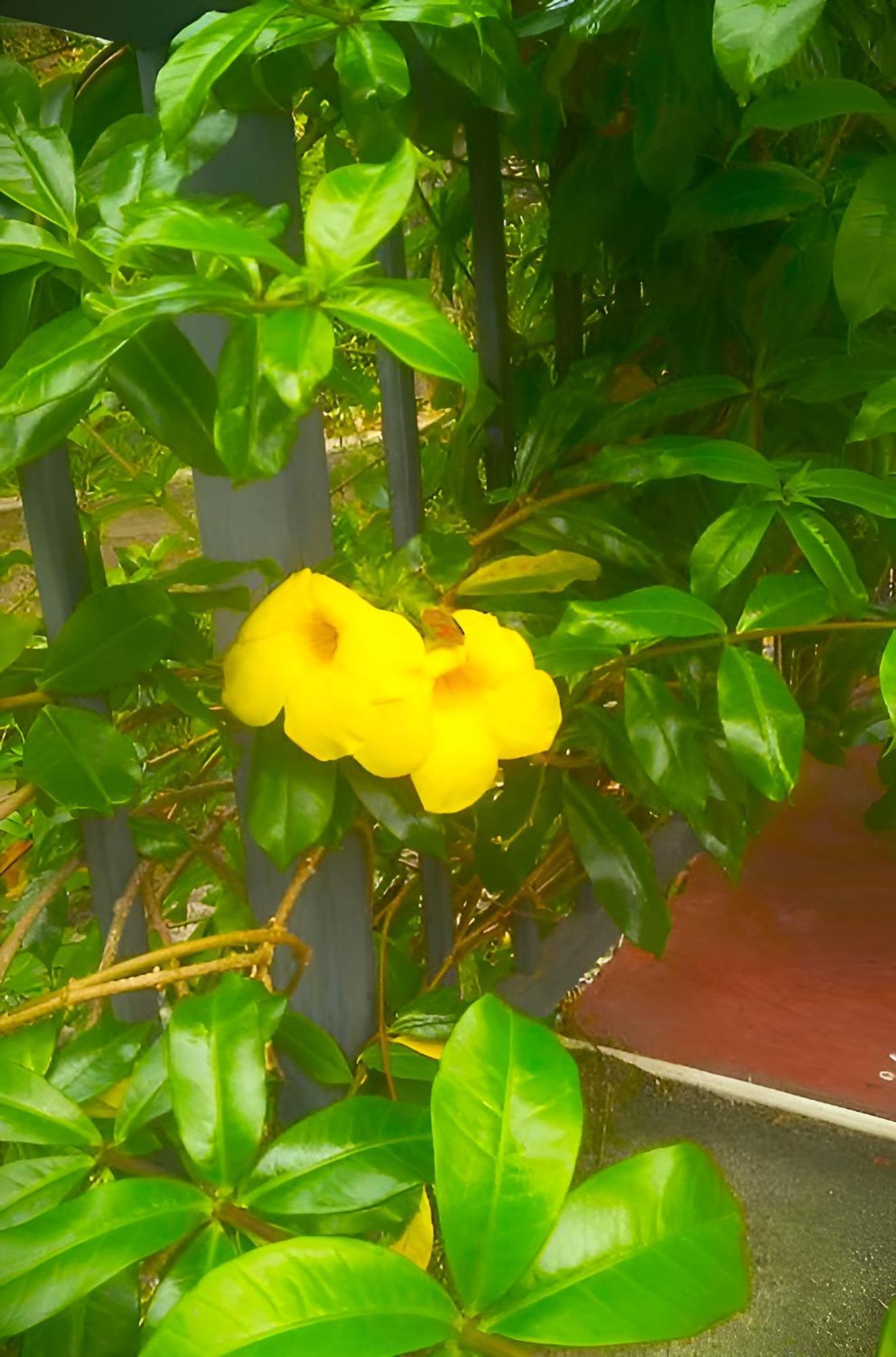 Senehas Homestay Ella Exterior photo